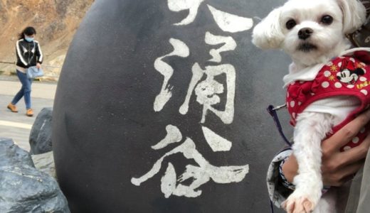 「大涌谷」へおでかけ！愛犬と箱根旅行！